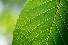 AgroPrime leaf logo